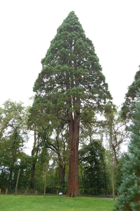 Sequoiadendron giganteum Mamut Ağacı Dev Sekoyalar ya da Mamut