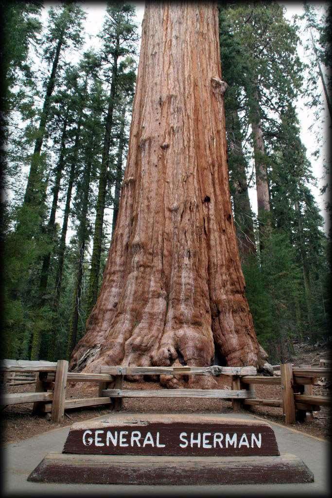 En büyük Mamut ağacı Sequoia National Park ta