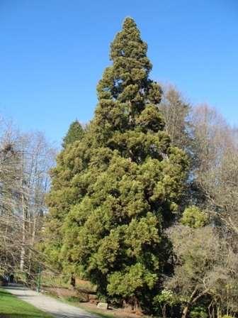 Cryptomeria japonica