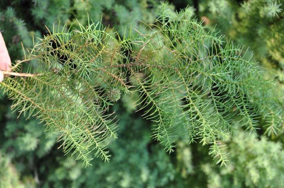 Cryptomeria