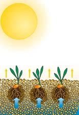 Aktif ekim kombinasyonunun çalışma sırası: Tek bir iş döngüsünde sap karıştırma, tohum