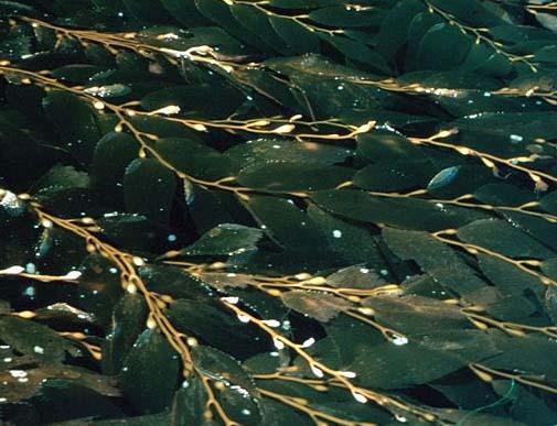 Şekil 2.1 de gösterilen kahverengi deniz yosunundan (Phaeophycea) elde edilirken; agar ve karragenan polisakkaritleri kırmızı deniz yosunlarından ( Rhodophyceae) ekstrakte edilmektedir.