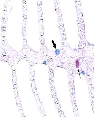 55 Tablo 3. Garra rufa Solungaçlarında Bulunan Mukus Hücrelerinin Histokimyasal Boyanma Özellikleri.