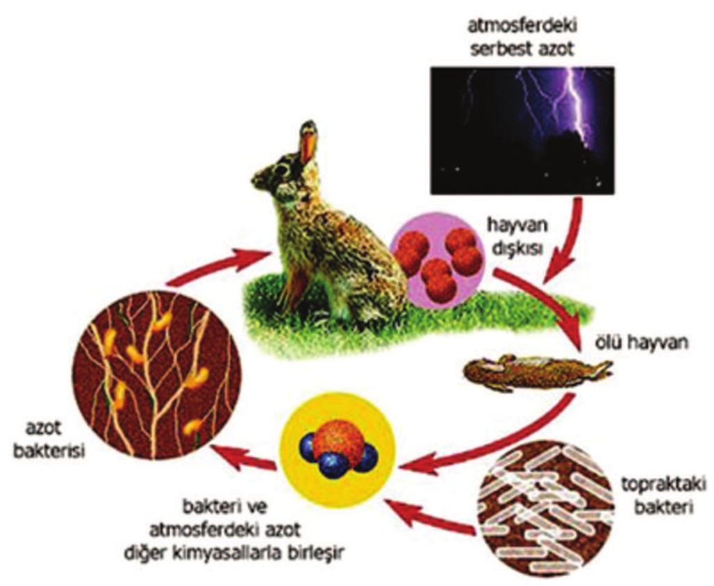 6. atmosferdeki serbest azot hayvan dýþkýsý ölü hayvan azot bakterisi bakteri ve atmosferdeki azot diðer kimyasallarla birleþir topraktaki bakteri Canlýlar için çok büyük bir öneme sahip olan azot