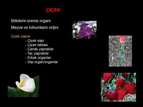 Erkek organ (stamen) genellikle filament adı verilen