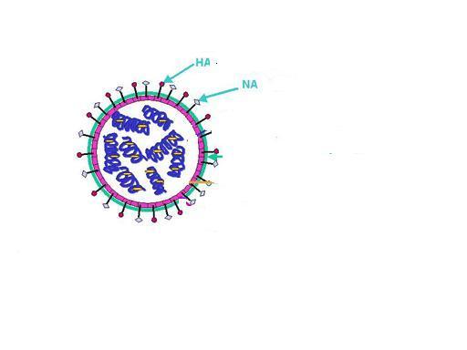 Antijenik yapı İki önemli zarf glikoproteini Hemaglütinin (HA): Virusun konak hücreye bağlanmasında rol alır. Nöraminidaz (NA): Solunum yollarındaki müsini parçalar.