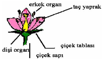 ÇİÇEĞİN YAPISI 2. Taç Yapraklar : Çanak yapraklardan büyüktür.değişik renkleri vardır.