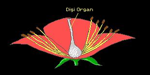 4. DİŞİ ORGAN Dişi organın temel