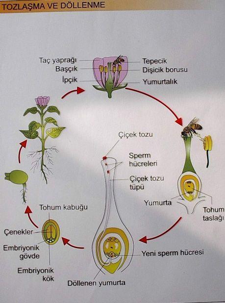 TOZLAŞMA Bitkide çiçeğin görevi tozlaşma yoluyla bitkinin çoğalmasını sağlamaktır.