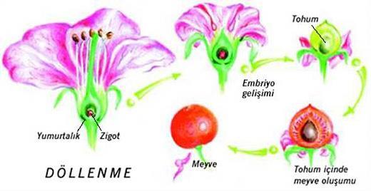 Tohum ve Meyve Döllenmiş yumurta hücresi ve çevresindeki hücreler bölünüp çoğalarak tohumu oluştururlar.