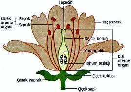 ÇİÇEĞİN YAPISI 1. Çanak Yapraklar: En dışta bulunur.