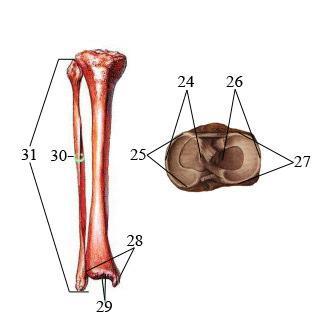 Üst Epifiz Lateral Genişlik: facies lateralis üzerinden coronal planda kumpas yardımıyla alınan genişlik ölçüsü (6), Üst Epifiz Lateral Uzunluk: facies lateralis üzerinden sagital planda kumpas