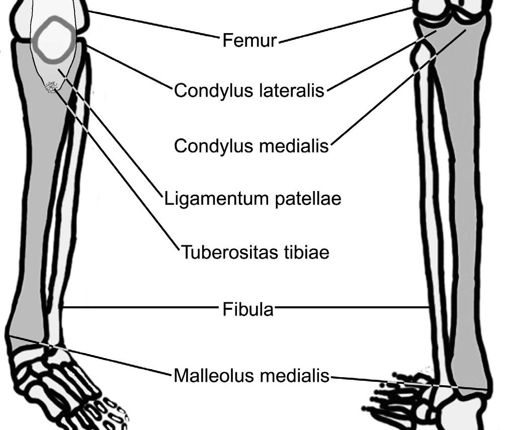 7 Tibia Bacak kemikleri; bacağın alt bölümündeki iki uzun ve paralel kemiğe verilen isimdir.