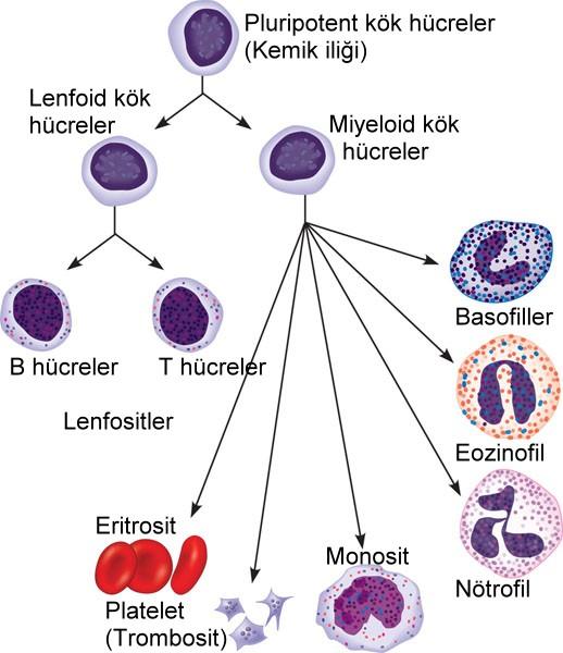Bütün kan hücreleri kaburgalar, omurga, göğüs ve leğen kemiklerinin kırmızı kemik iliklerinde bulunan hematopoetik kök hücreler olarak adlandırılan tek bir hücre topluluğundan köken alırlar.
