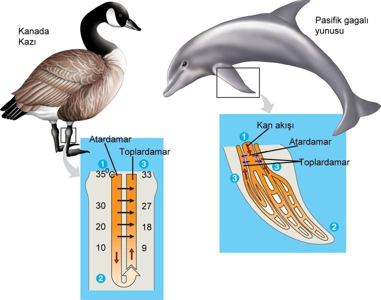 Ters akım sistemiyle ısı alışverişi 1) Kazın ayaklarında ve yunusun kol yüzgecinde ısı düzenlemesi birbirine benzer. Atardamarlar ayağa doğru giderken toplardamar vücuda gelmektedir.