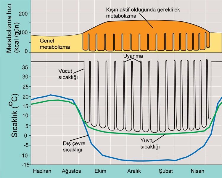 Kış uykusu yer sincabının metabolizması