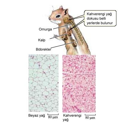 Kahverengi yağ dokusu beyaz yağ dokusundan farklı olarak bol miktarda mitokondri ve kan damarları içerir.