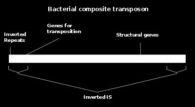 İS elementlerine göre daha büyük ve komplike bir özellik gösterirler Yapılarında transpozaz geninden