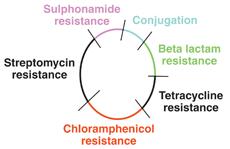 R Plazmidleri Transfer faktör (TF) ve rezistans faktör (RF) içerirler TF konjugasyonu ve aktarılmayı uyarır RF ise çeşitli ilaçlara karşı dirençliliği sağlar R-plazmidleri de seks pilusu oluşturma