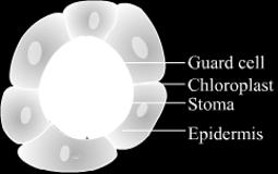 (epidermis, stoma, tüy ve emergensler)