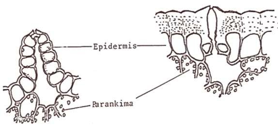 A B Higrofit (A) ve Kserofit (B) bitkilerin