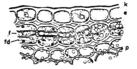 Peridermis tabakalarının enine kesitte görünüşü