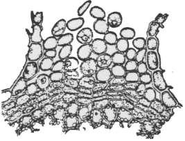 Sekonder mantarlaşmış koruyucu dokuda, epidermis yerine peridermis, epidermiste gaz alış-verişini