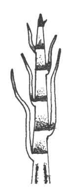 Apikal Meristem İnterkalar Meristem Lateral