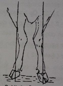 2. Öküz dizli bacak duruşu: Yalnız karpal eklemleri (Articulatio carpi) düşey çizginin iç tarafında kalır