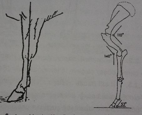 2.1.1.2.6. Paytak bacaklı bacak duruşu: Bacak, topuk eklemine düzgündür. Fakat ayak düşey çizginin iç tarafında kalır. 2.1.2. Ön bacak duruşlarının yandan görünümü 2.1.2.1. Düzgün duruş: Scapula nın