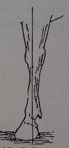 Bükük dizli bacak duruşu: Yalnız karpal eklemi düşey çizginin önünde bulunur. 2.1.2.2.6. Dik bilekli bacak duruşu: Bacak topuk eklemine kadar düzgündür.
