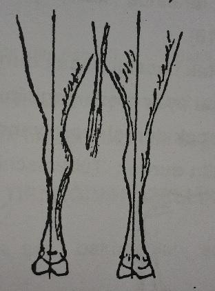 Şekil 16. Arka bacaklarda düzgün duruşun arkadan görünümü 2.2.1.2. Bozuk bacak duruşları 2.2.1.2.1. Ardları açık veya geniş bacak duruşu: Yukarıda adı geçen düşey çizgi, bacağın iç tarafından uzanarak yere değer.