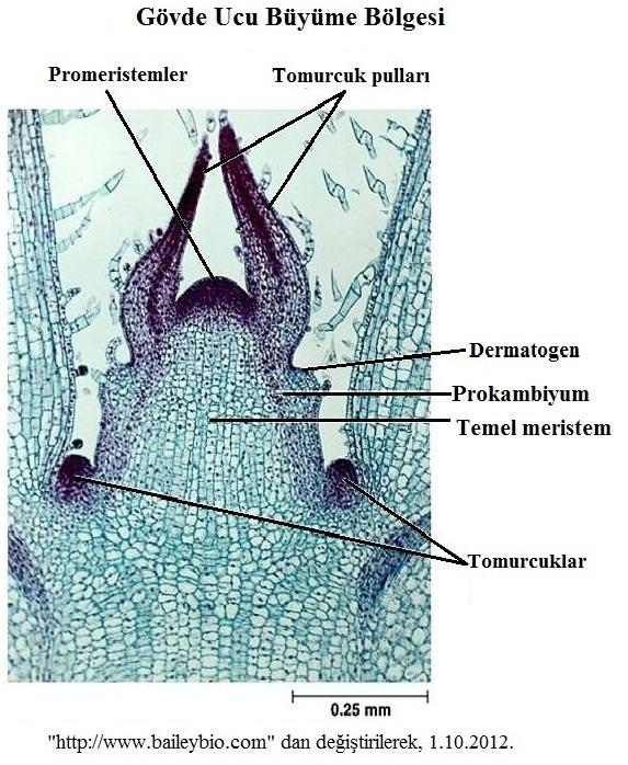 Prokambiyum hücreleri meristem özelliklerini kaybederek sürekli doku hücreleri haline geçerse, böyle bitkilerin kök ve gövdelerinde kalınlık artışı olmaz.