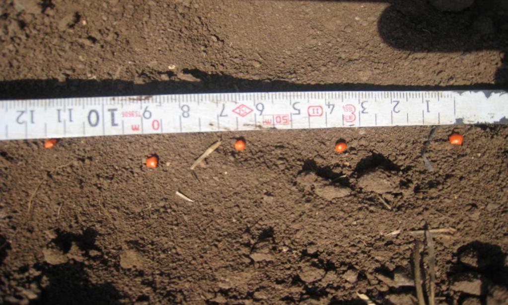 III) Ekim işleri Denemelerin ekimi, tohum yatağı hazırlandıktan sonra toprak sıcaklığı ve toprak tavı dikkate alınarak Şekil 3.8 ve Şekil 3.