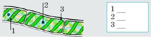 Öyrəndiklərinizi yoxlayın 1. Bitki ilə bitki qrupları arasında uyğunluğu müəyyən edin: 1. Ulva, 2. Sfaqnum, 3. Xlamidomonada, 4. Qatırquyruğu, 5. Erkək qıjı, 6. Plaun, 7. Quş mamırı, 8. Spirogira, 9.
