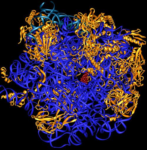 Erythromycin 23S rrna - mavi 5S rrna - sarı erythromycin