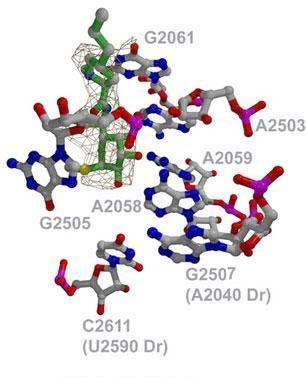 Linkomycin Clindamycin Clindamycinin