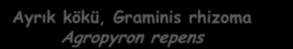 Ayrık kökü, Graminis rhizoma Agropyron repens Kullanım : Üriner sistem rahatsızlıklarında idrar miktarını çoğaltmak için; Dozaj ve