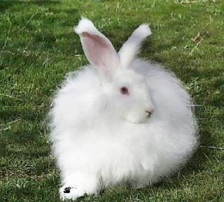 Angora En kalitelisi Ankara civarında yetiştirildiğinden Angora ismini almıştır. Çok sıcak tutar.