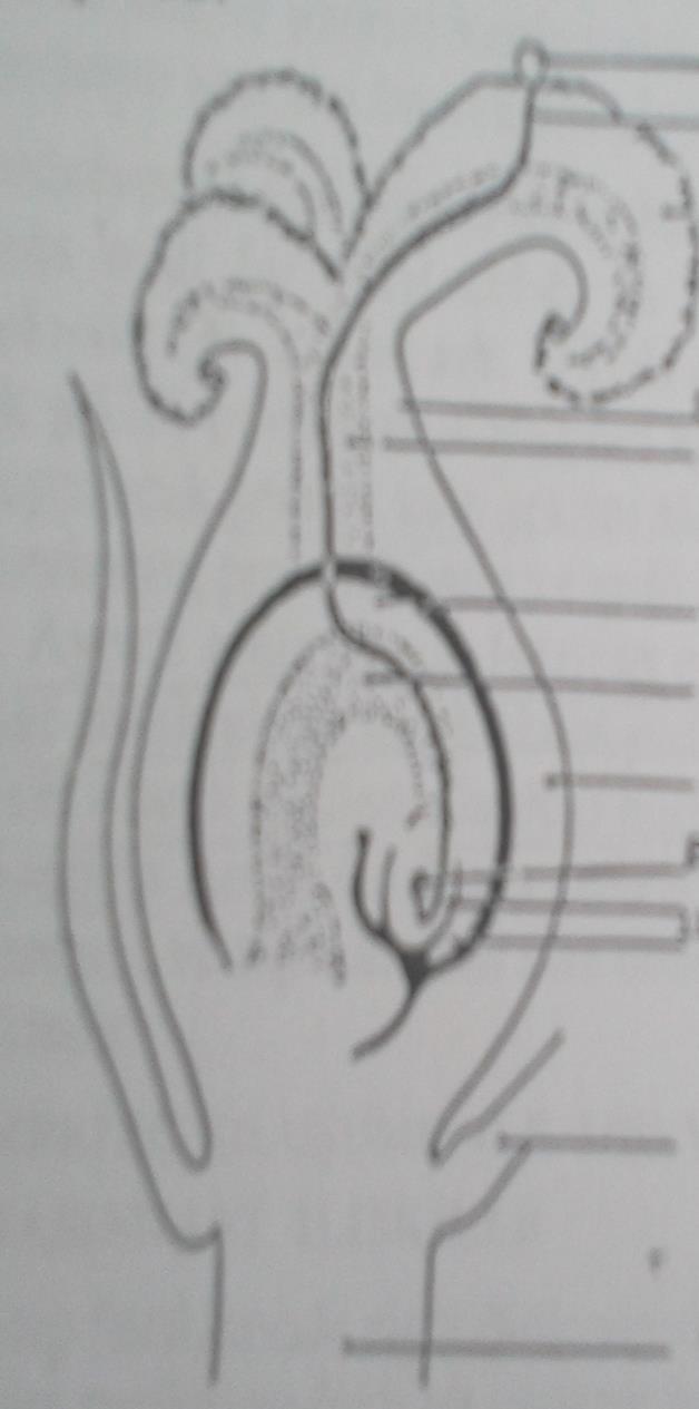 Antipodlar Endosperm çekirdeği Antepfıstığında tam gelişmiş embriyo Yumurta hücresi Sinerjidler Çiçek tozu Çiçek tozu borusu Dişicik borusu (stil) Dişicik borusunun