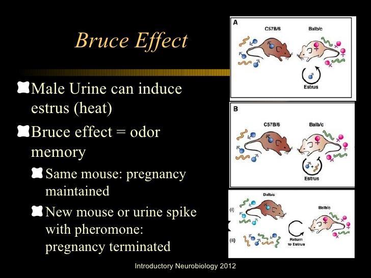 Bruce Etkisi Dişi fare başarılı bir çiftleşmeden sonra 24 saat içerisinde ikinci bir erkek