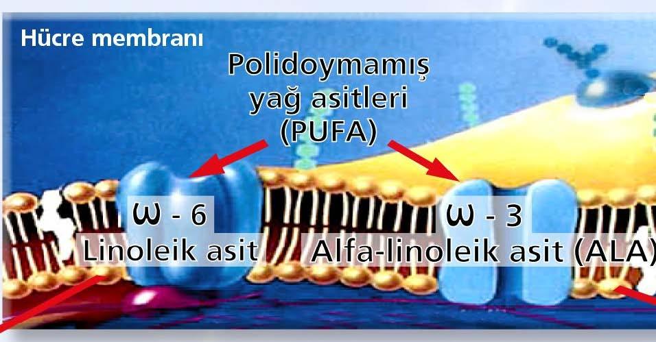 Araşidonik asit AA Oran: ω-3 /ω-6 Eikosapantaenoikasit EPA Prostonoidler Lökotrienler 2 serisi 4