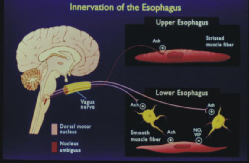 ÖZOFAGUS İNNERVASYONU Üst özofagus ACh Çizgili kas lifi Alt özofagus