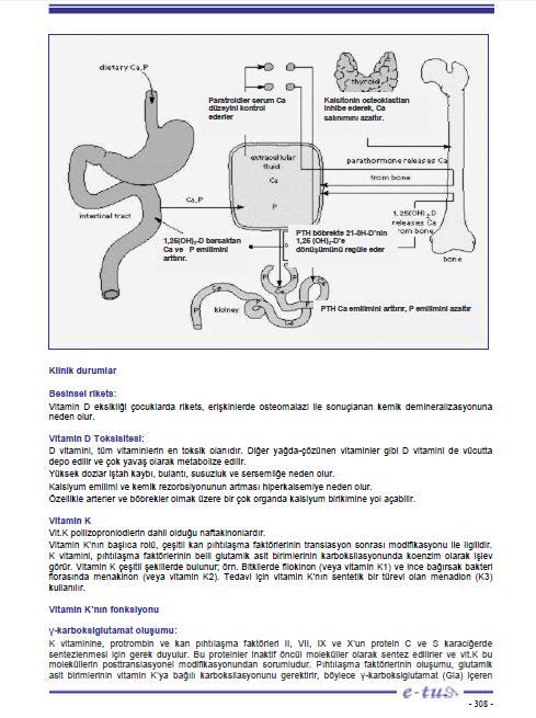 35.Aşağıdakilerden hangisi paratiroid hormonun etkilerinden biri değildir?