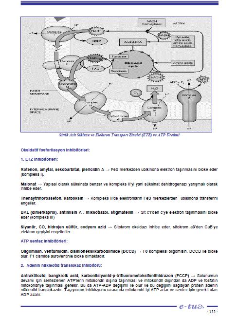 39.Aşağıdaki inhibitörlerden hangisi elektron transfer tepkimelerinde adenin nükleotid translokazı inhibe eder?