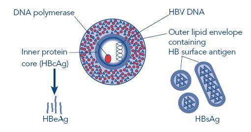 HBV tanı testleri Antijen Antikor Nükleik asit HBsAg Anti-HBs