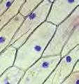 Hücreyi Tanıyalım - 2 Test - 21 1. Aşağıdaki şekillerde insan vücudundaki bazı yapılar gösterilmiştir. 4.