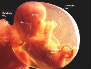 GEBELİK DÖNEMLERİ 3 Histogenezis ve maturasyon dönemi ( fetal ) 8.hf sonrası; organ boyutlarında artış ve fonksiyonel olgunlaşma dönemidir.