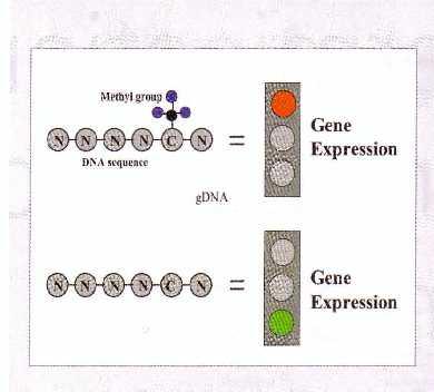 DNA METİLASYONU - DNA replikasyonunun başlatılması - DNA transkripsiyonunun başlatılması - DNA tamiri - Mutagenezis - İkili sarmal DNA stabilitesinin sağlanması - Lokal mutasyon oranının artırılması