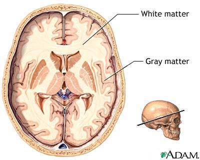 Sinir - Neuron Beynin beyaz cevheri (substantia alba) ve
